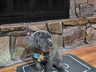 Cane Corso dogs for sale: Satoru - Ad 2