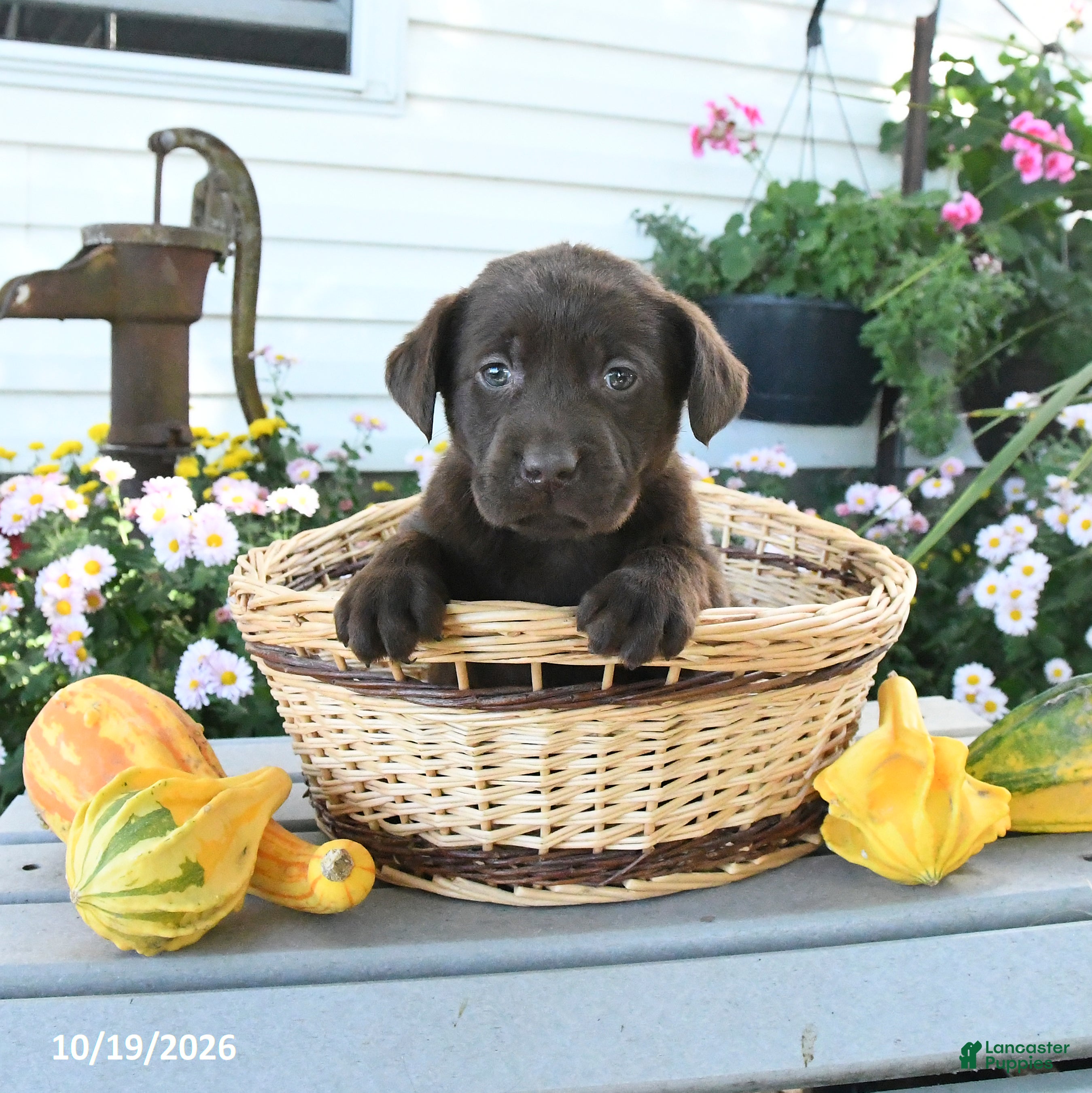 Labrador Retriever dogs Joy - Ad 1