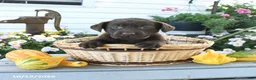 Labrador Retriever dogs for sale: Joy - Ad 1