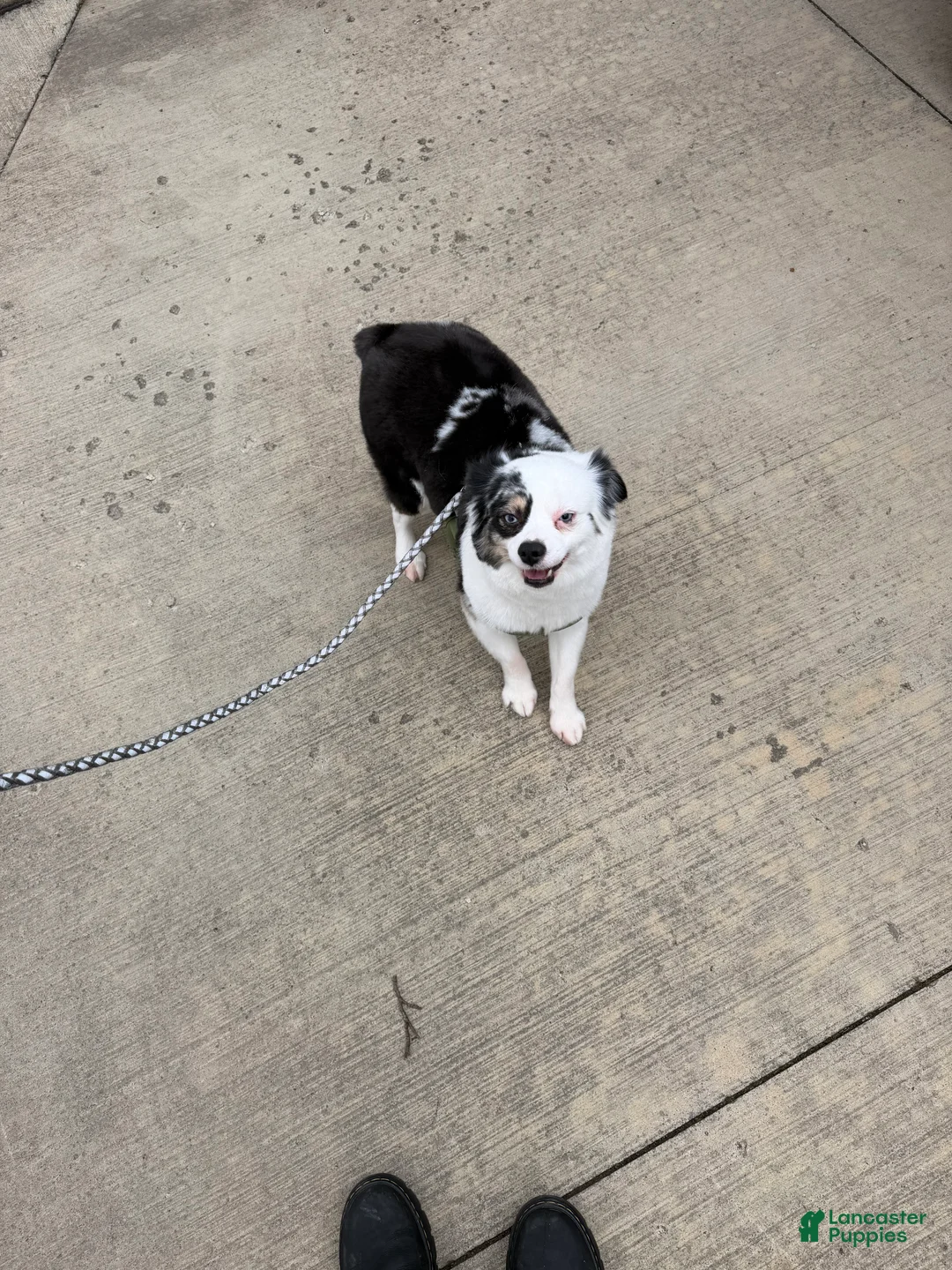 Miniature Australian Shepherd dogs for sale: Miniature Australian Shepherd Puppy 1 - Ad 7