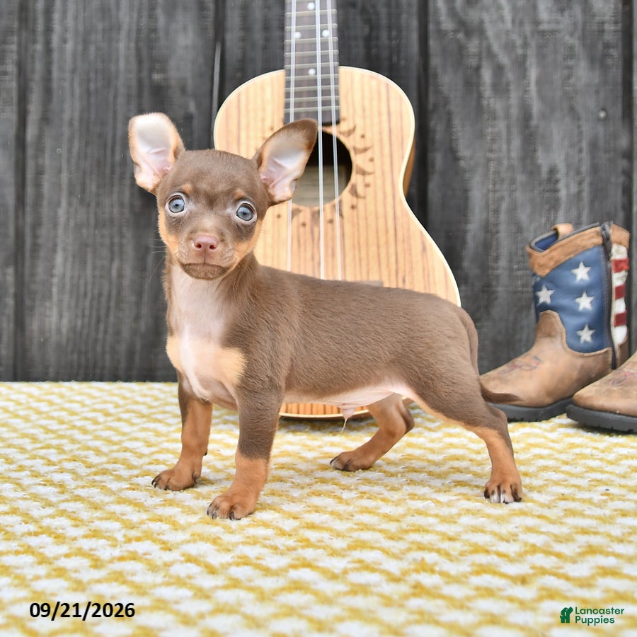 Chihuahua dogs Jinx - Ad 2