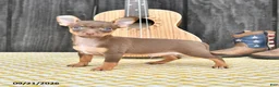 Chihuahua dogs for sale: Jinx - Ad 2