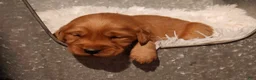 Golden Retriever dogs for sale: Max - AKC, Genetically Clear - Ad 6