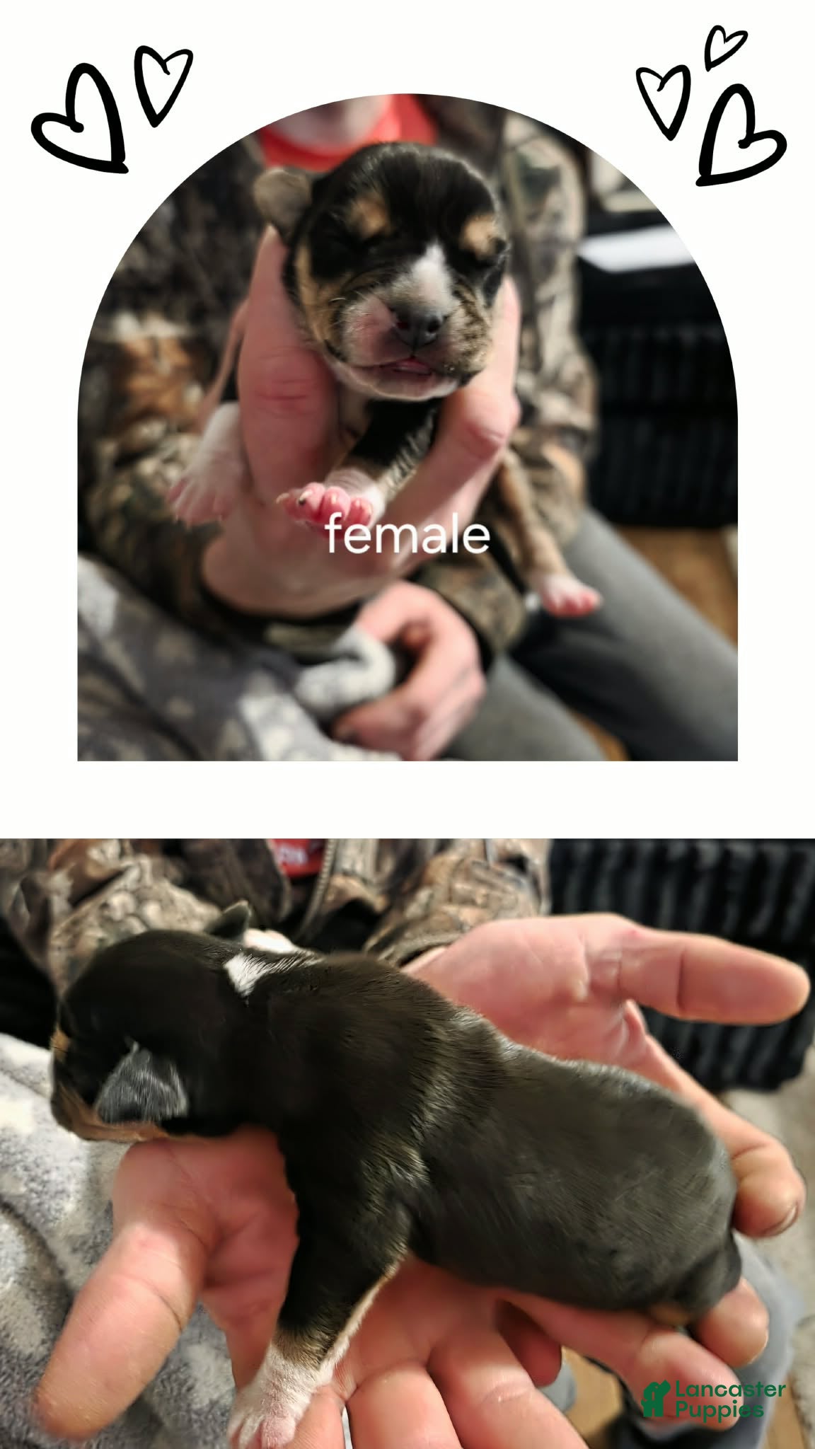 Mixed Breed dogs Brownie - Ad 31