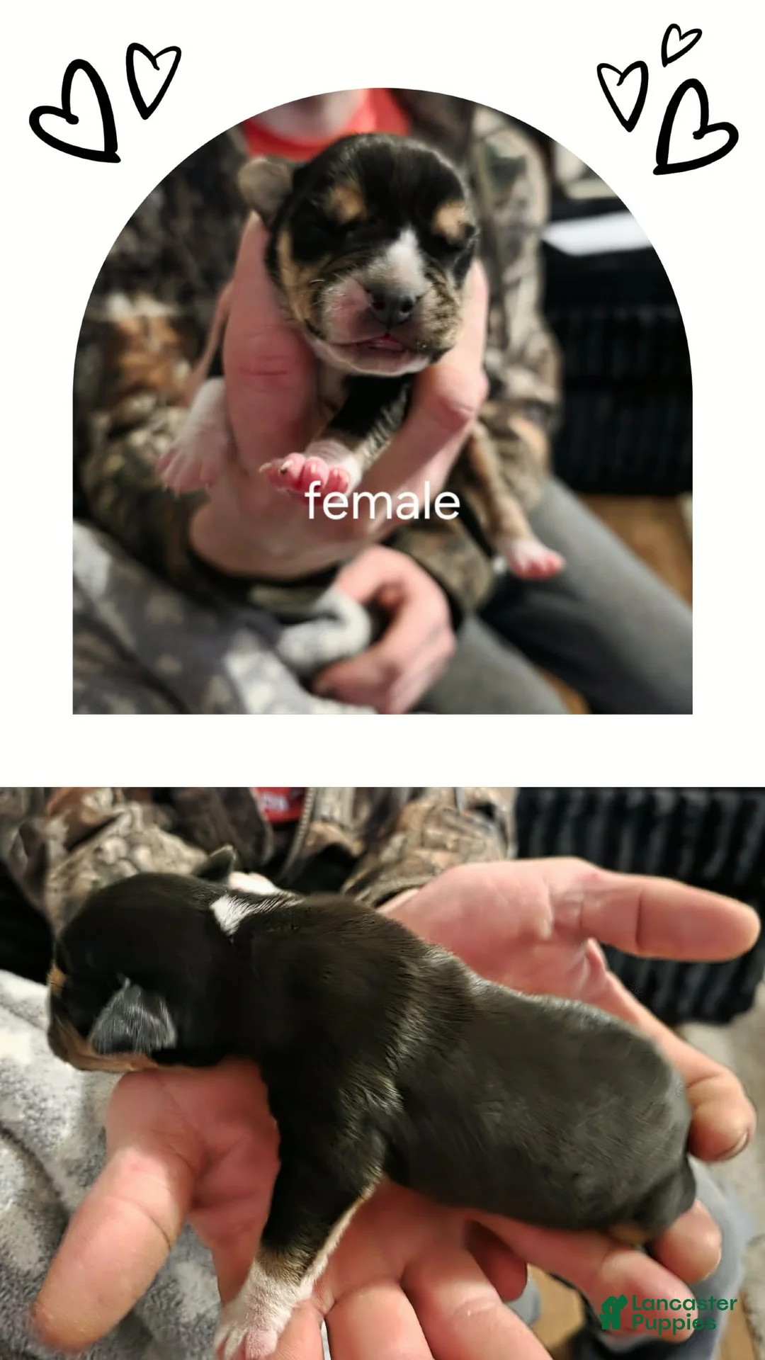 Mixed Breed dogs for sale: Brownie - Ad 1