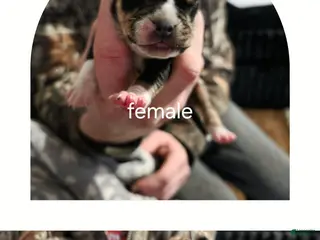 Mixed Breed dogs Brownie - Ad 31