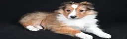 Shetland Sheepdog dogs for sale: Macy - Ad 10