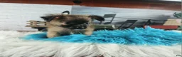 Chihuahua dogs for sale: Micro teacup long hair chihuahua.  Hand Delivery  - Ad 11
