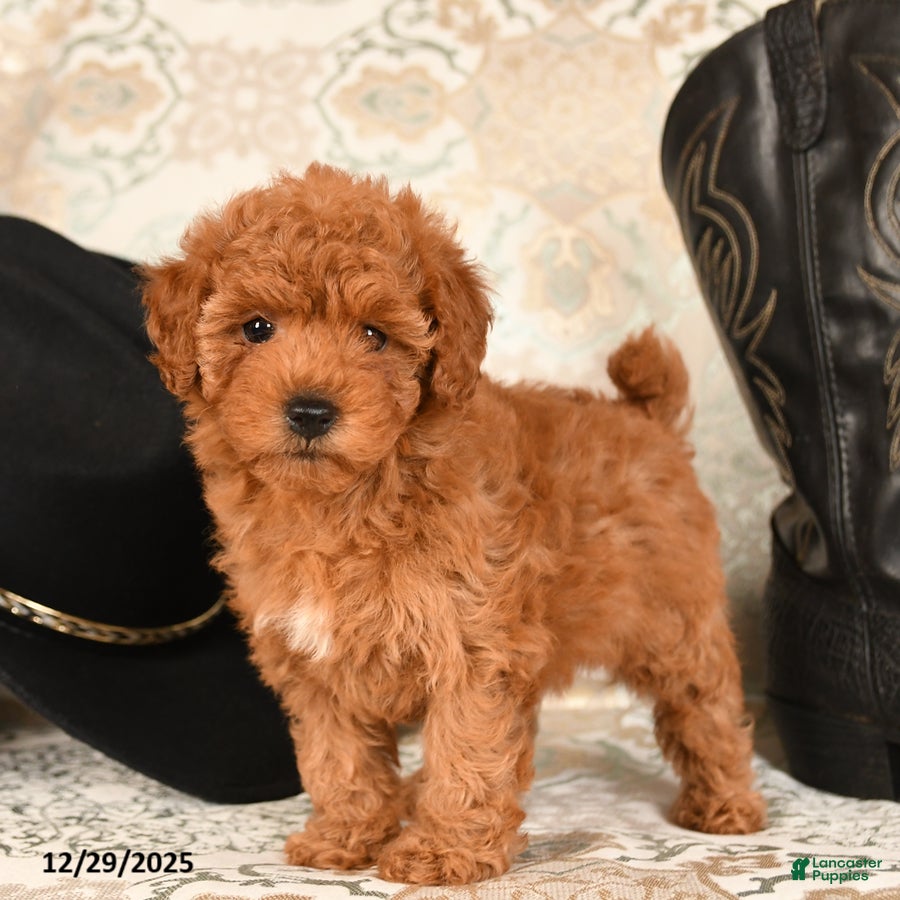 Cavapoo dogs Snuggles   - Ad 15