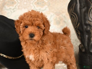 Cavapoo dogs Snuggles - Ad 15