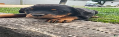 Xena