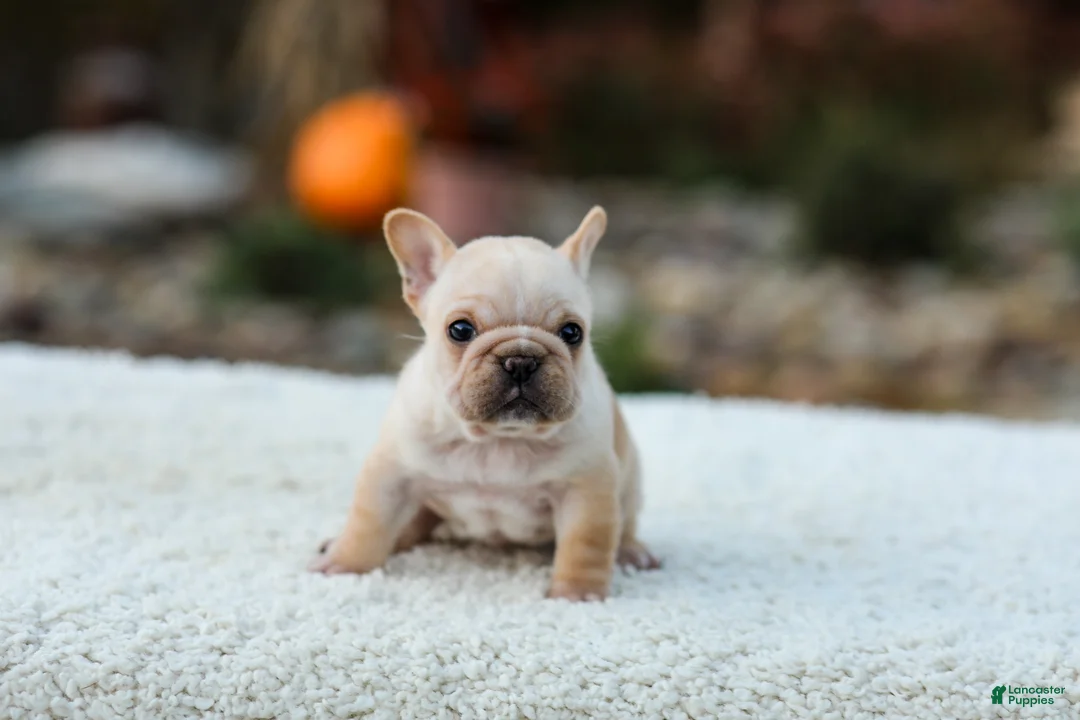 French Bulldog dogs for sale: Jill - Cream - Ad 2