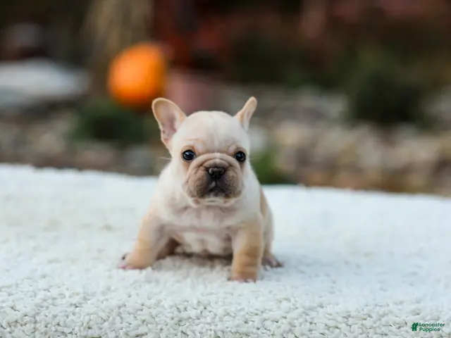French Bulldog dogs for sale: Jill - Cream - Ad 2