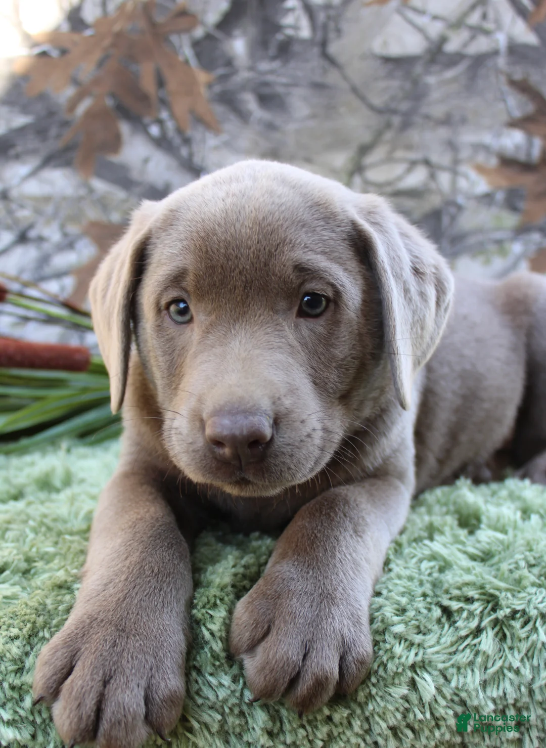 Labrador Retriever dogs for sale: Silver Sambo - Ad 2