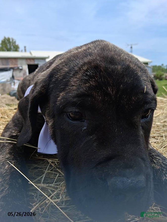 English Mastiff dogs Lucy - Ad 2
