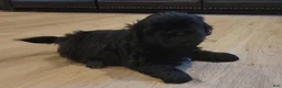 Shih Tzu dogs for sale: Sable - Ad 23