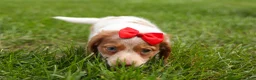 Miniature Dachshund dogs for sale: OSCAR - Ad 6