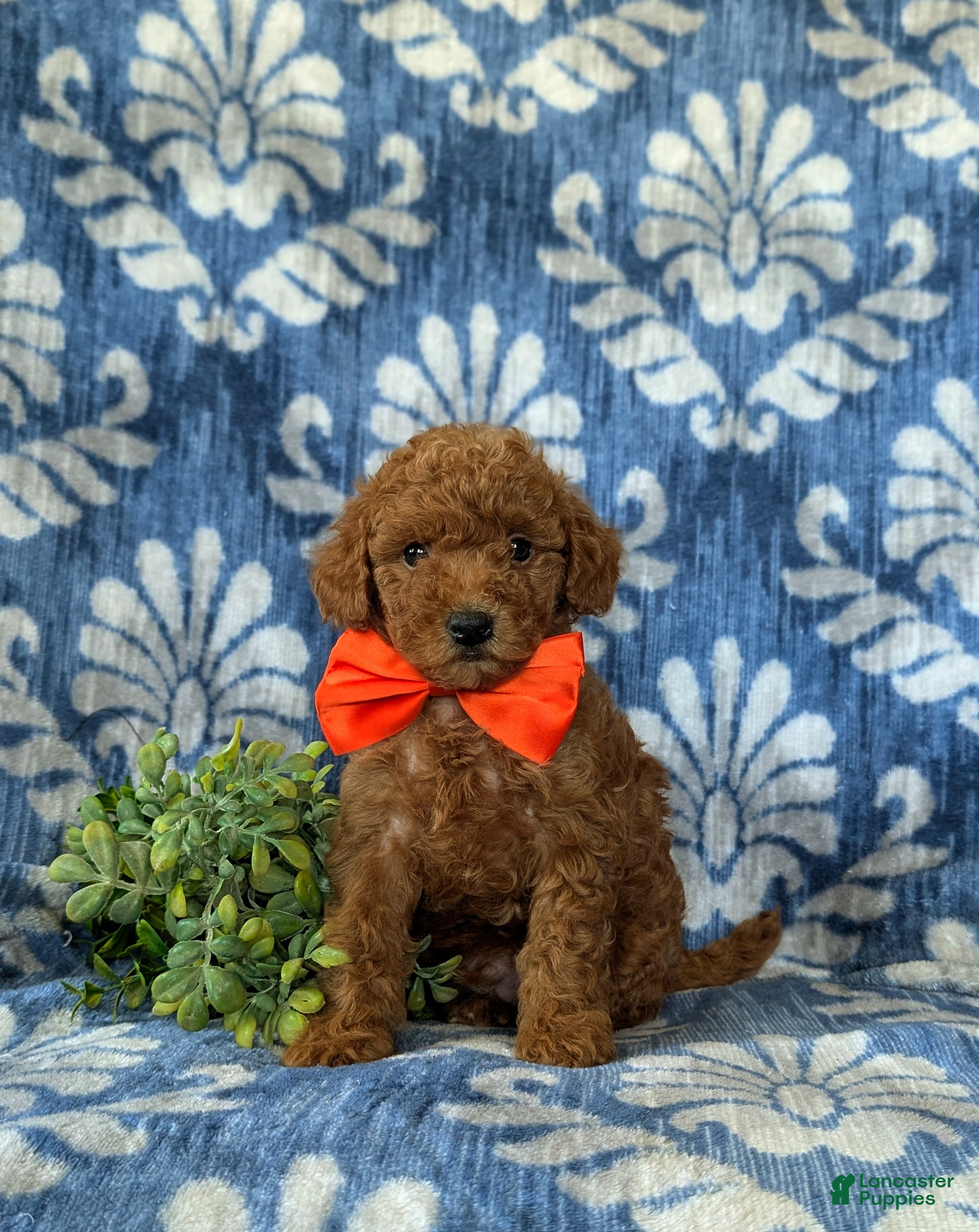 Mini Goldendoodle dogs Russell 10 lbs full grown - Ad 2