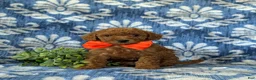 Mini Goldendoodle dogs for sale: Russell 10 lbs full grown - Ad 2