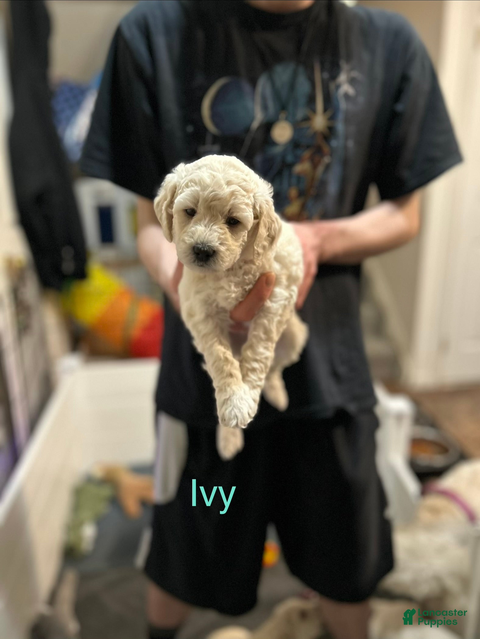 Goldendoodle dogs Ivy Hot Pink Female Goldendoodle  - Ad 29