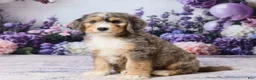 Bernedoodle dogs for sale: Larky - Ad 5