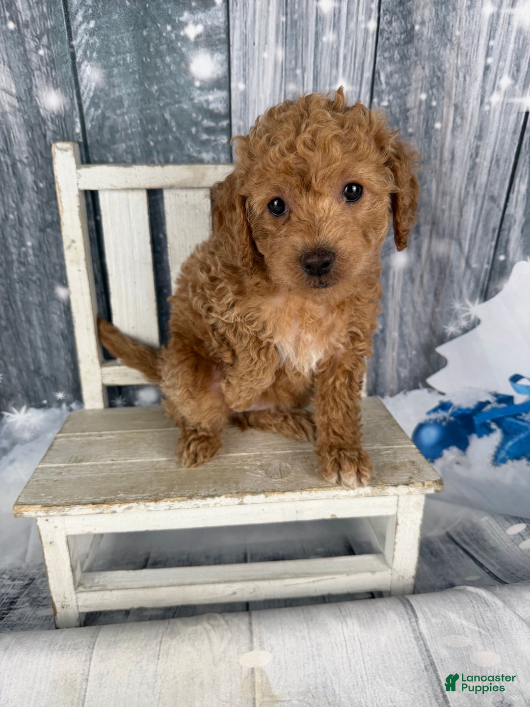 Cavapoo dogs for sale: Rita - Ad 5
