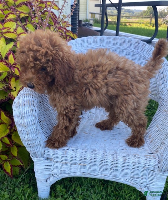 Miniature Poodle dogs Milly - Ad 2