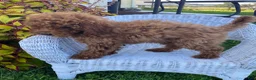 Miniature Poodle dogs for sale: Milly - Ad 2