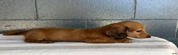 Miniature Dachshund dogs for sale: Dakota - Ad 2