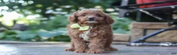 Cavapoo dogs for sale: Justin - Ad 3