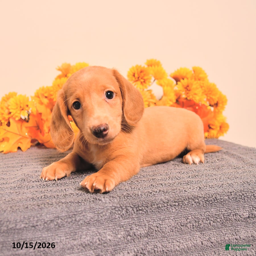 Miniature Dachshund dogs for sale: Odin - Ad 1