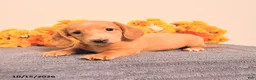 Miniature Dachshund dogs for sale: Odin - Ad 1