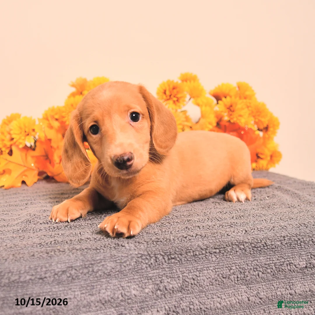 Miniature Dachshund dogs for sale: Odin - Ad 1