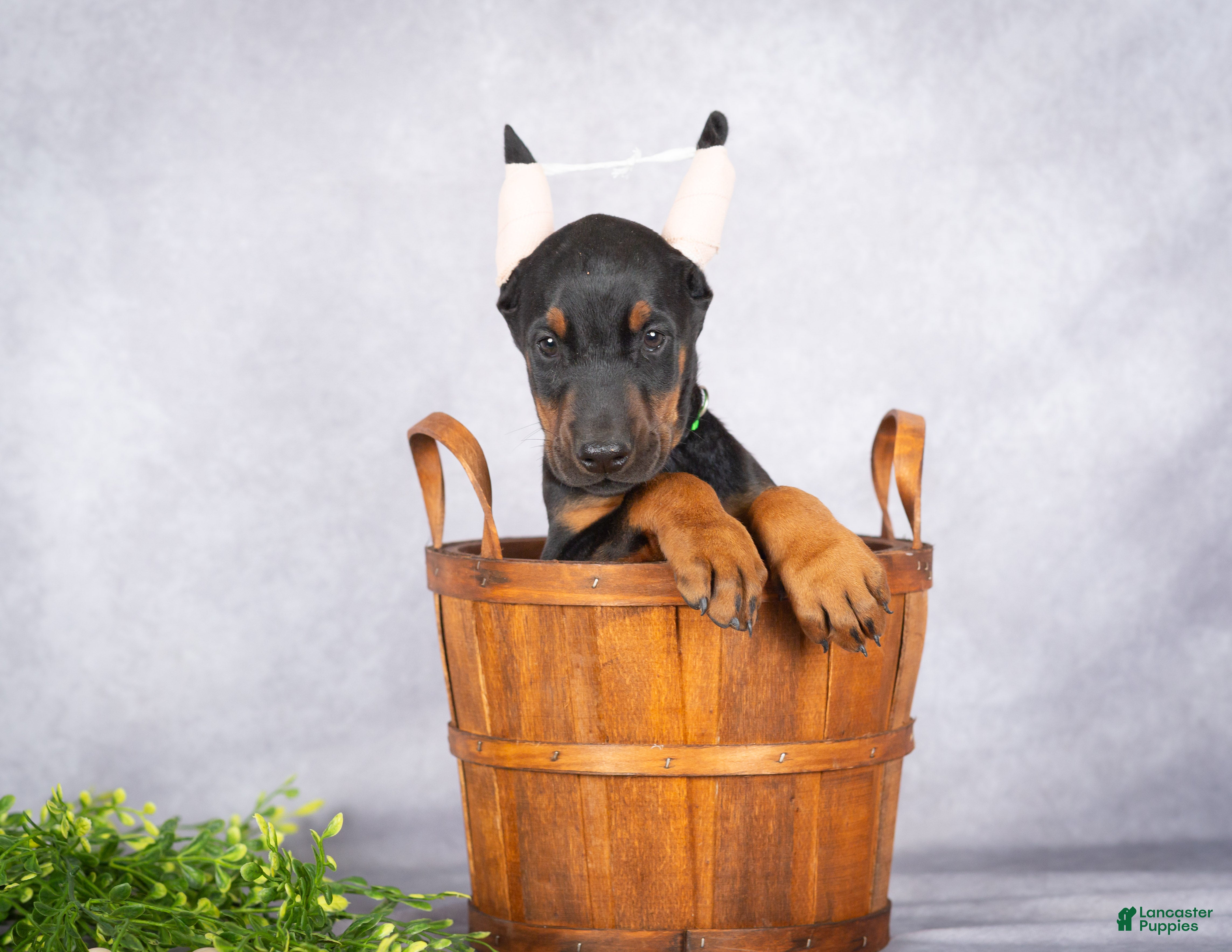 Doberman Pinscher dogs Kingston - Ad 2