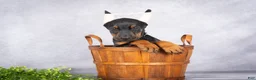 Doberman Pinscher dogs for sale: Kingston - Ad 2