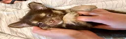 Chihuahua dogs for sale: Cherub - Ad 7