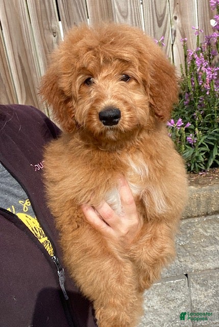 Mini Bernedoodle dogs Penny - Ad 1