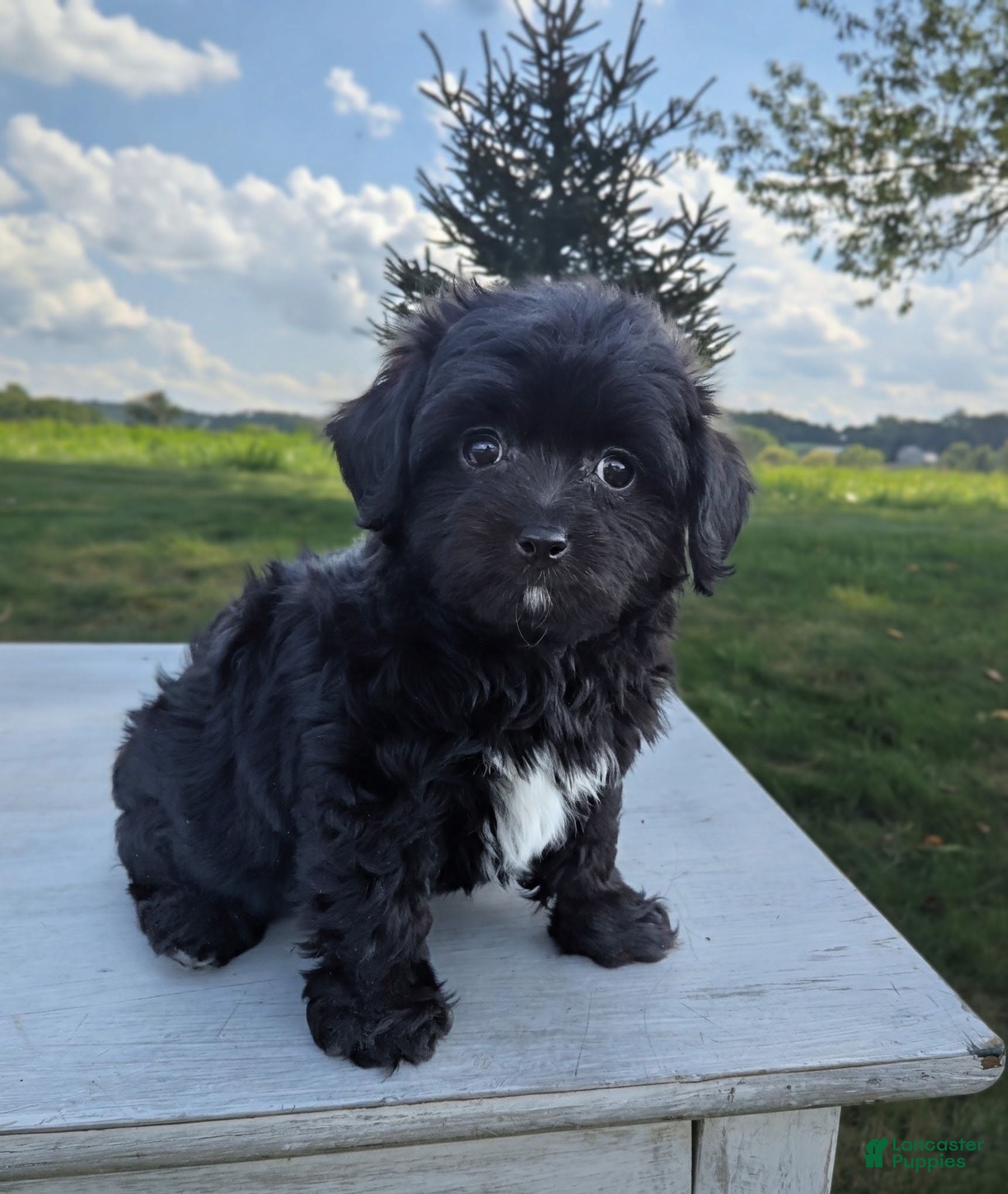 Chipoo dogs for sale: Eva - Ad 4