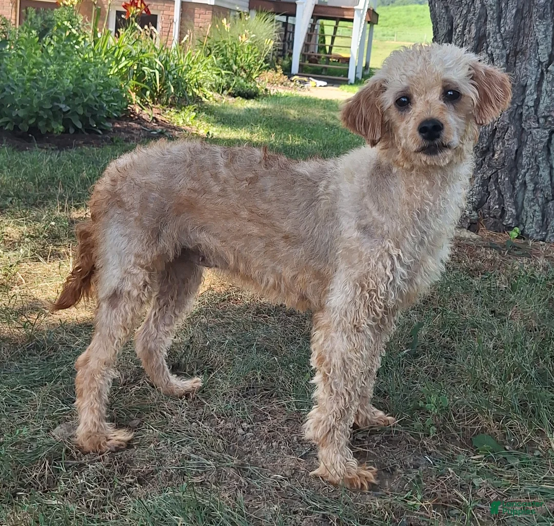 Mini Goldendoodle dogs for sale: Daisy - Ad 5