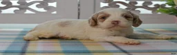 Cockapoo dogs for sale: Charles - Ad 5