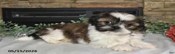Shih Tzu dogs for sale: Tiffany - Ad 4