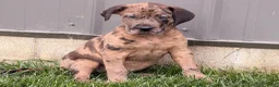 Great Dane dogs for sale: Melinda  - Ad 6