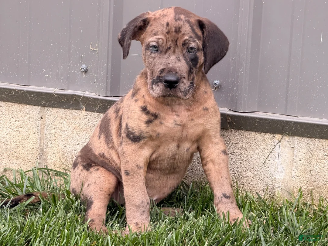 Great Dane dogs for sale: Melinda  - Ad 6