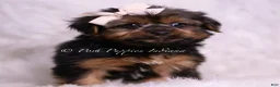 Yorkshire Terrier dogs for sale: Gadget - Ad 4