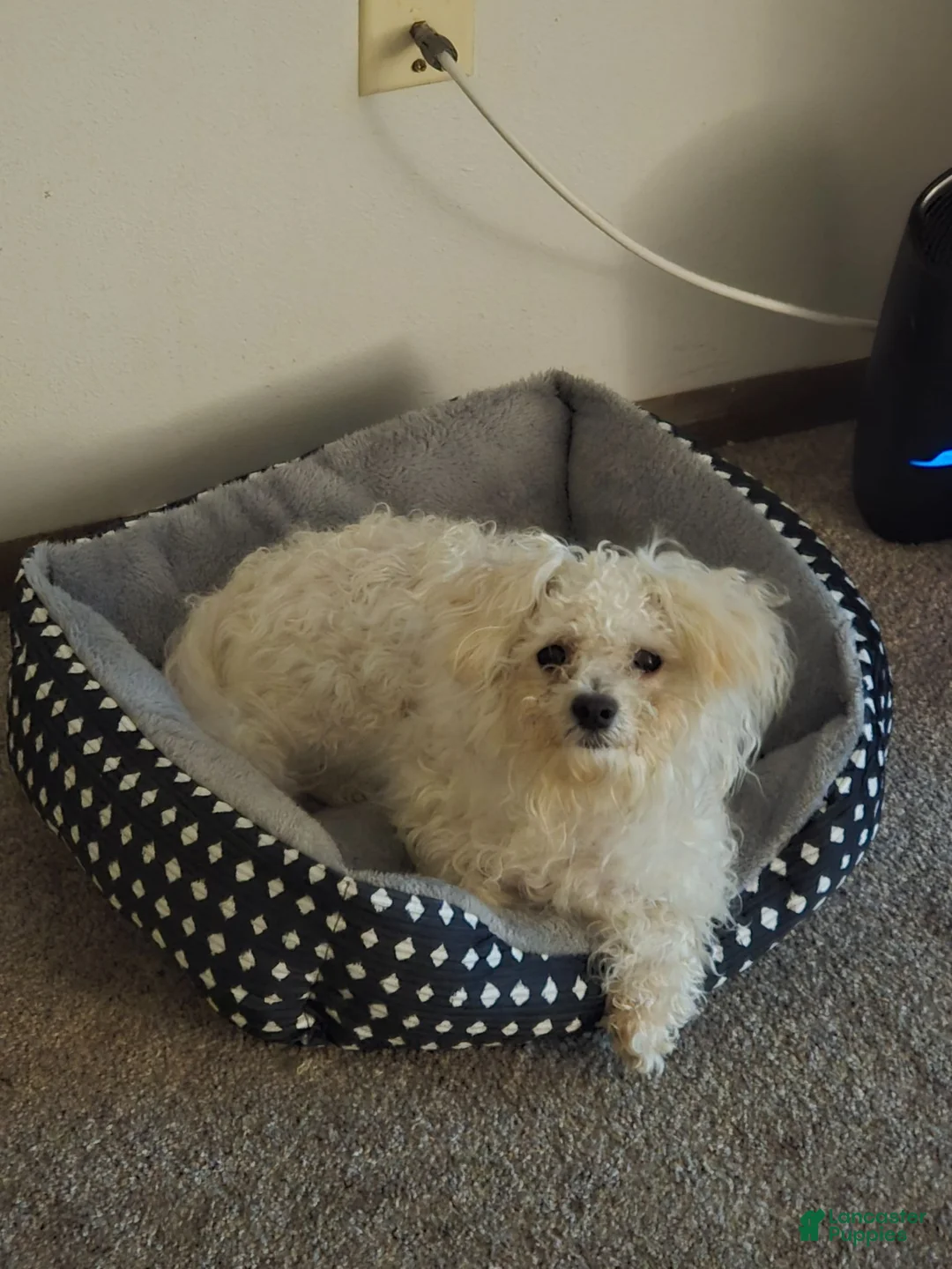 Miniature Poodle dogs for sale: Miniature Poodle 1 - Ad 4