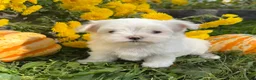 Maltese dogs for sale: Charlie - Ad 3