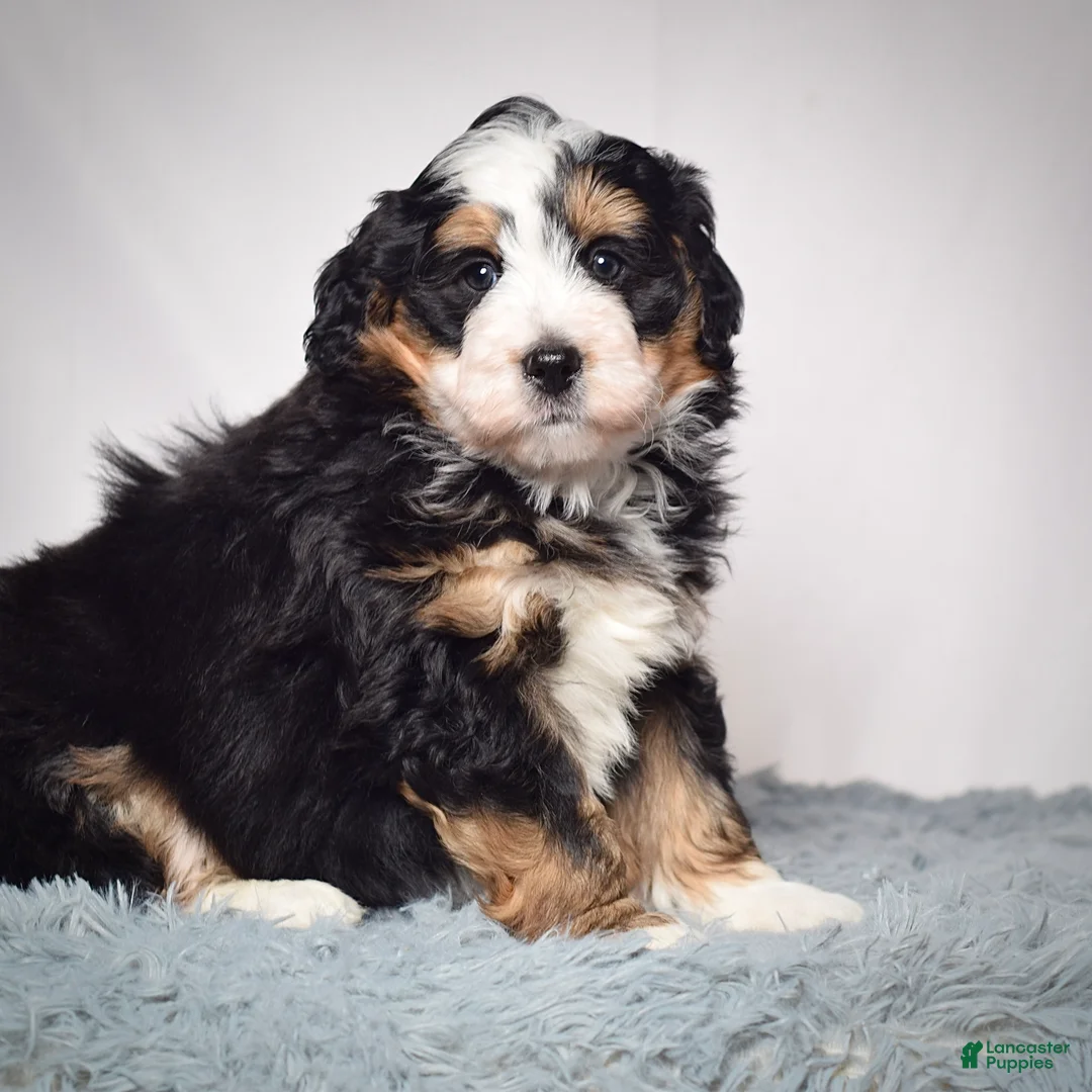 Mini Bernedoodle dogs for sale: Mini Bernedoodle Puppy 2 - Ad 5