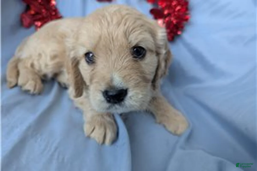 Mixed Breed dogs for sale: Jett - Ad 9