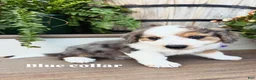 Mini Bernedoodle dogs for sale: Blue collar male  - Ad 1