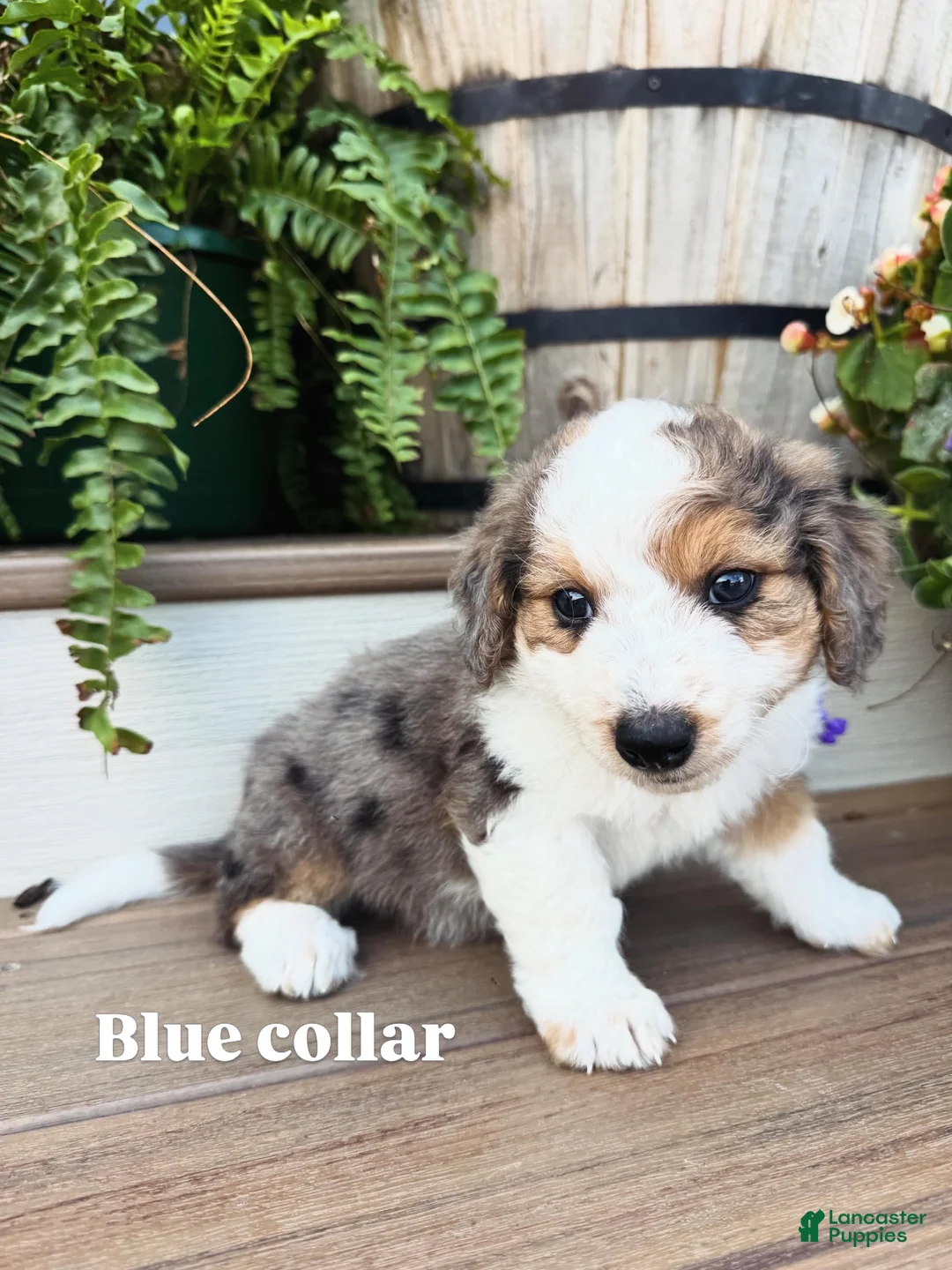 Mini Bernedoodle dogs for sale: Blue collar male  - Ad 1